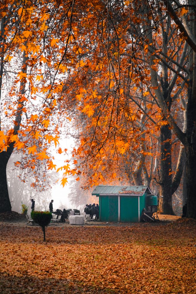 kashmir tree