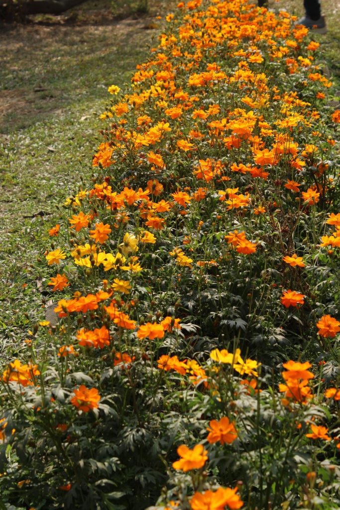 lady hydari park flower