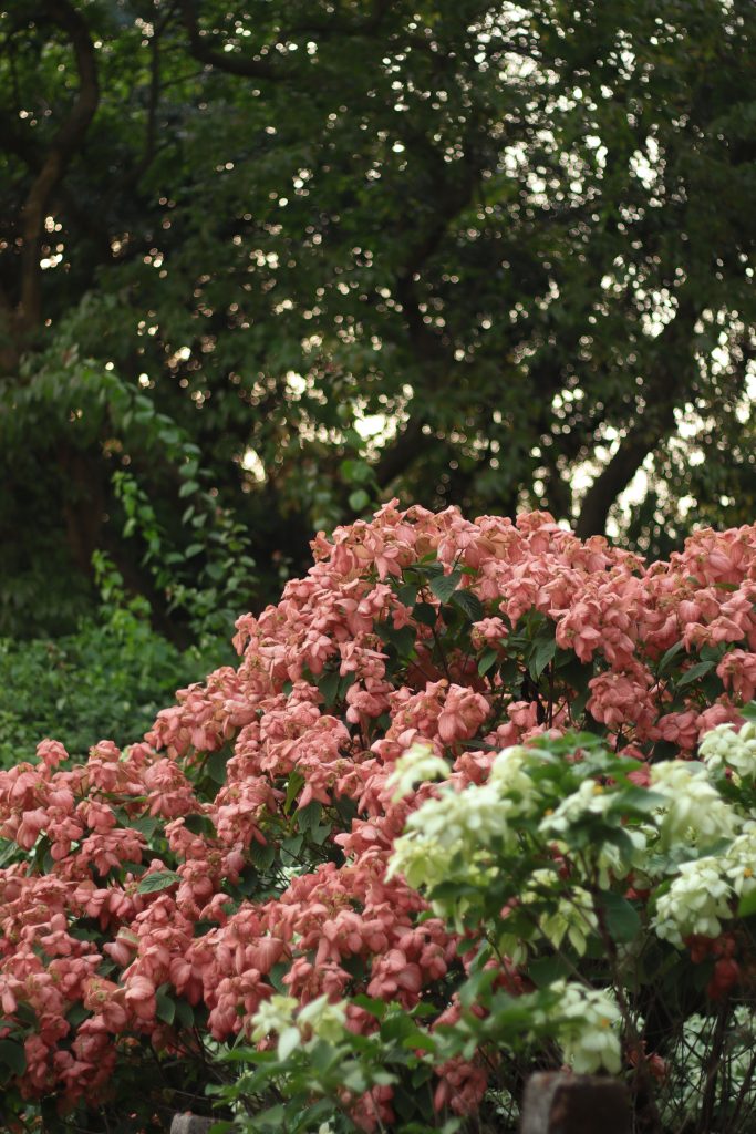 baby pink flowers
